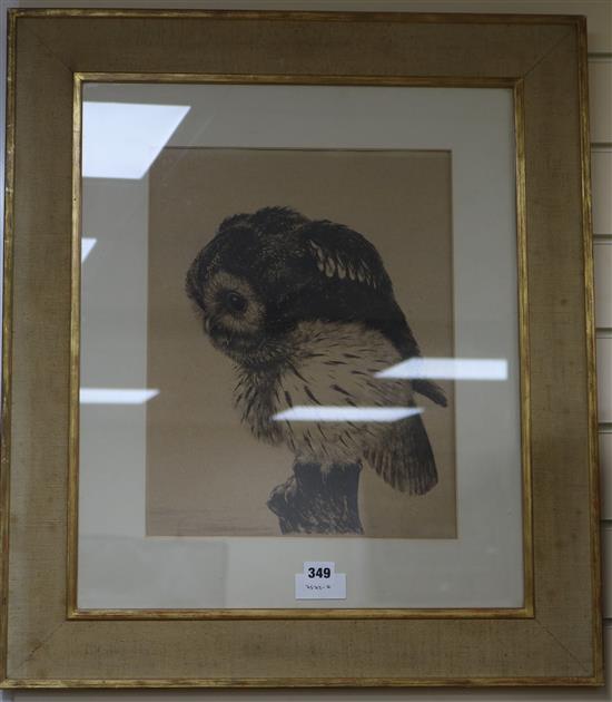 Ralph Thompson MBE, (1913-2009), etching of an owl, initialled in pencil RST and dated 1949, 40 x 31cm